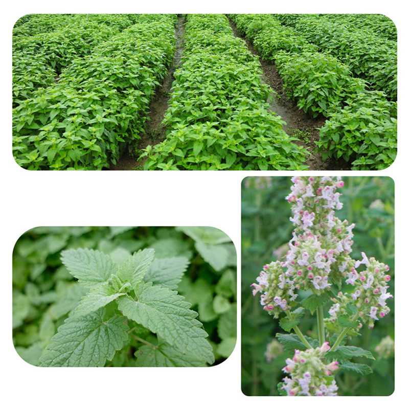 10g/20g/30g Cat Toy Catnip Organic 100% Natural Premium Catnip Cattle Grass Menthol Flavor Funny Cat Mint Toys Cat Tree